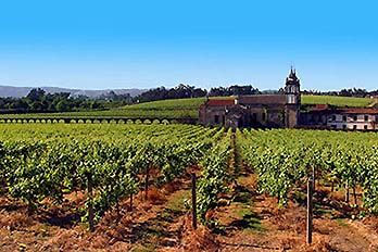 Quinta de Amares - Vinhas