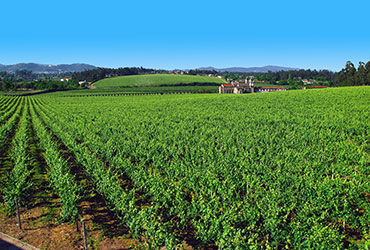 Quinta de Amares - Vinhas