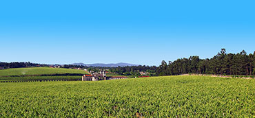 Quinta de Amares - Vinhas