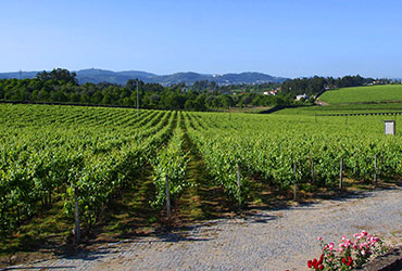 Quinta de Amares - Vinhas