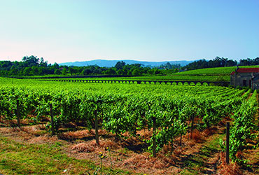 Quinta de Amares - Vinhas