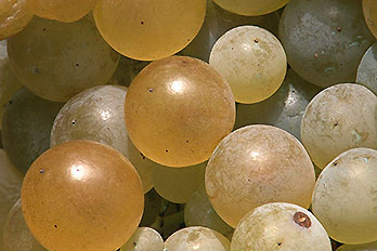 Uvas na Quinta de Amares