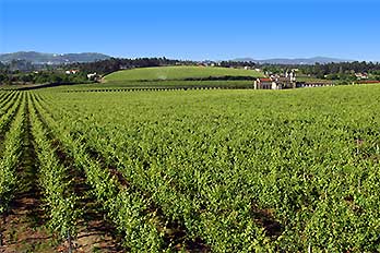 Quinta de Amares - Vinhas