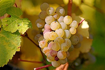 Uvas na Quinta de Amares